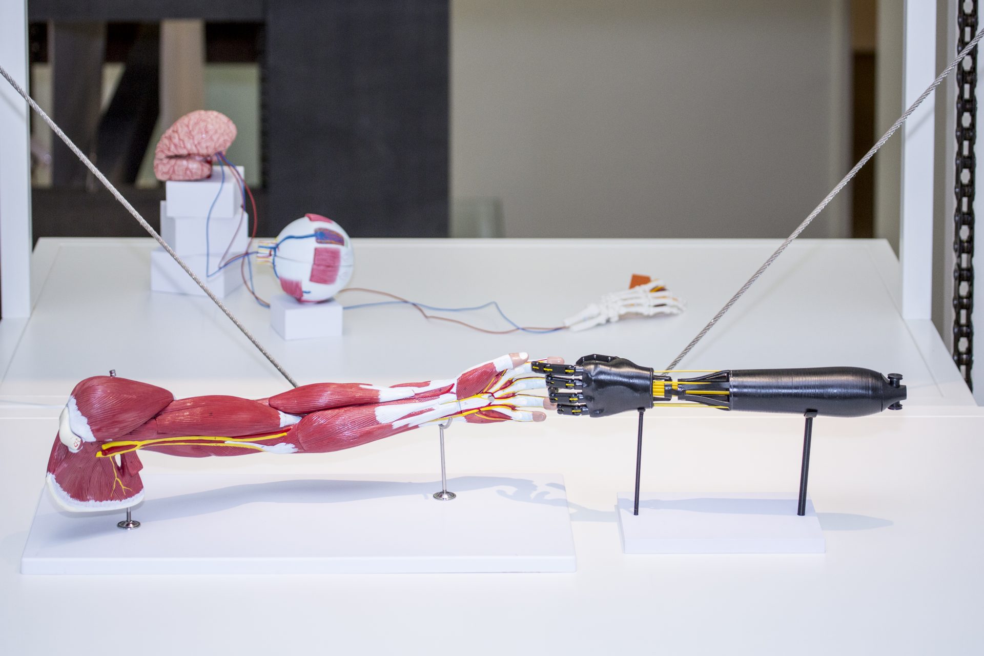 Model of a human arm without skin and robot arm touch each other