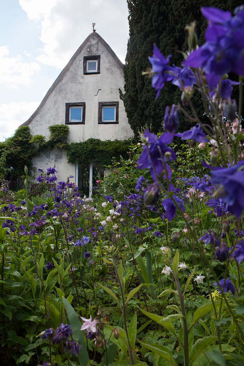Man sieht die Spitze eines alten Hauses mit weißer Fassade und braunen Fensterrahmen. Im Vordergrund der Fotografie befinden sich lila und weiße Blumen.