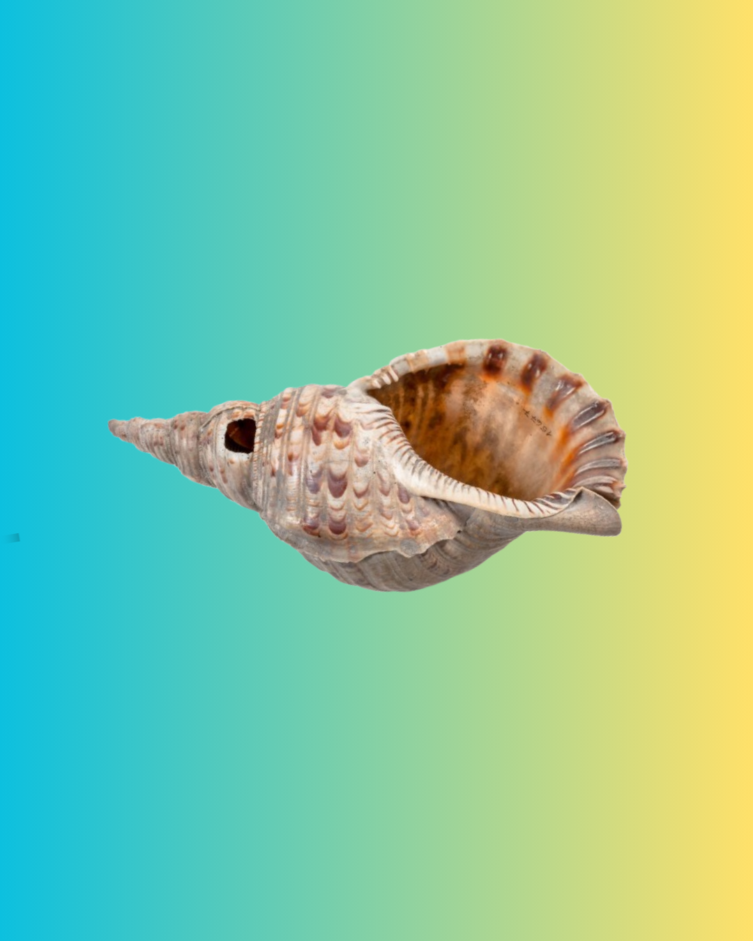 Pink-brown shell with an opening at the pointed end on a blue-to-yellow gradient background.